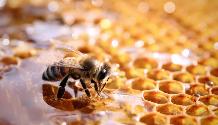 Sayıları azalıyor!  Azalan arı popülasyonları gıda güvenliğini tehdit ediyor