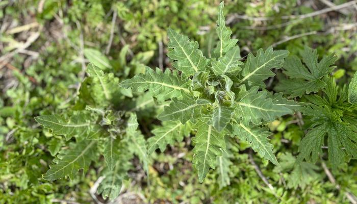 Yedikleri planla zehirlenen 8 çocuktan 6’sı taburcu edildi