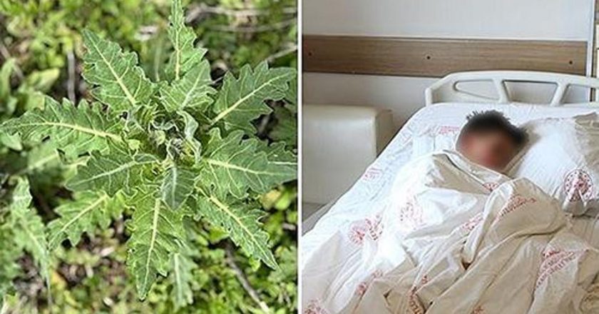 Pipistrello Pazza’nın çılgın çimleri, yanlış tüketildiğinde ciddi bir zehirlenmeye yol açabilir! Çılgın Bats Pipistrello nedir?