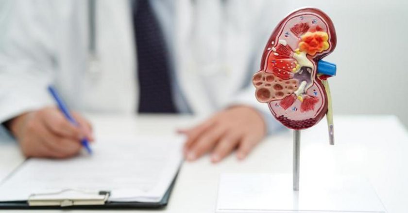 Atılım sistemi nedir, görevleri nelerdir? Boşaltım sisteminin organları nelerdir?
