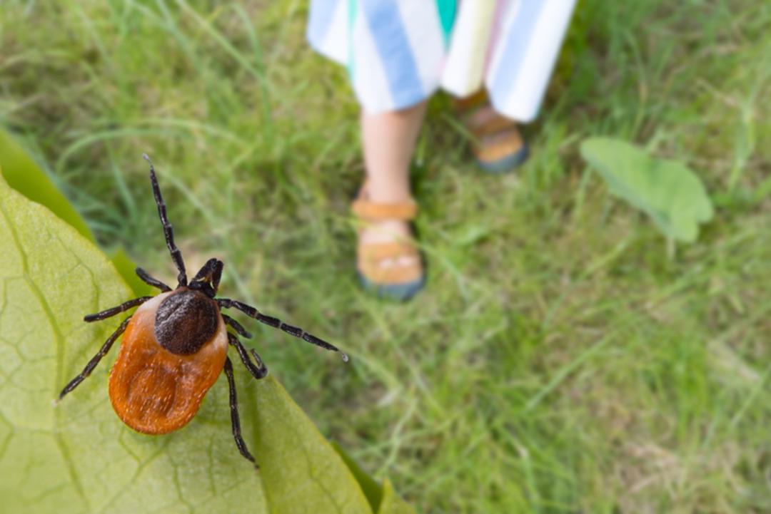 Keneler Tehlike: Lyme hastalığa neden olur: bu semptomlara dikkat! Uzmanlar uyarıyor: 