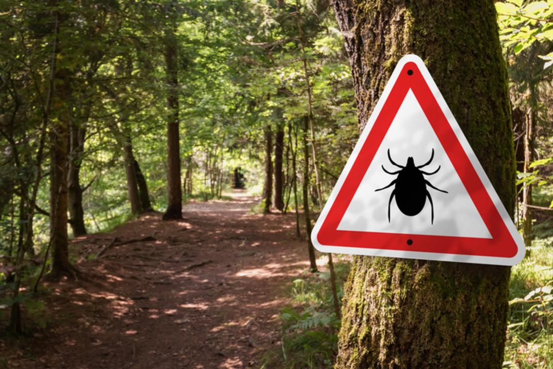 Keneler Tehlike: Lyme hastalığa neden olur: bu semptomlara dikkat! Uzmanlar uyarıyor: 