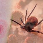 Keneler Tehlike: Lyme hastalığa neden olur: bu semptomlara dikkat! Uzmanlar uyarıyor: “Lyme hastalığı ölümcül olabilir”