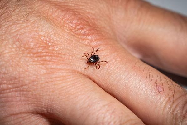 Uzman “Kontrol riski şehirlerden ziyade kırsal nedenlerle doludur”