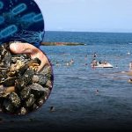 Yazın korkutucu rüyası! Denizler alarm verir: kabus “et yemeye bakteriler” …