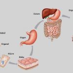 Kumaştan vücuttaki fark nedir? Organ ile kumaştaki farklılıklar nelerdir?