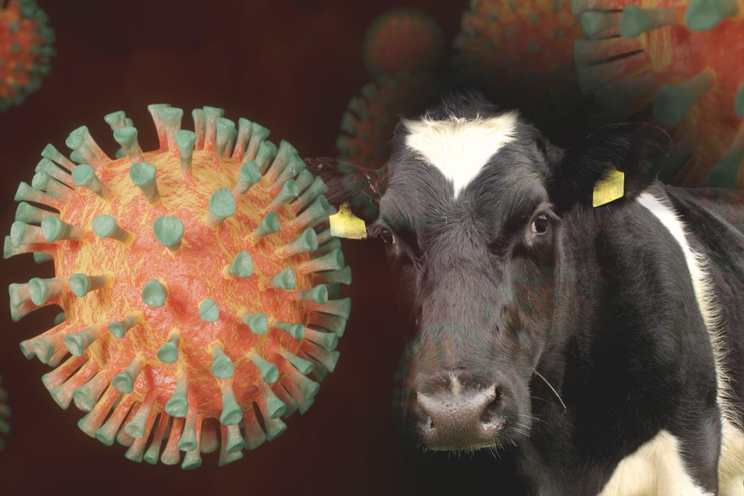 Türkiye'de yıllar sonra ölümcül hastalık! Korkutucu belirtileri olan deli dana hastalığı vakaları paniğe neden oldu: 