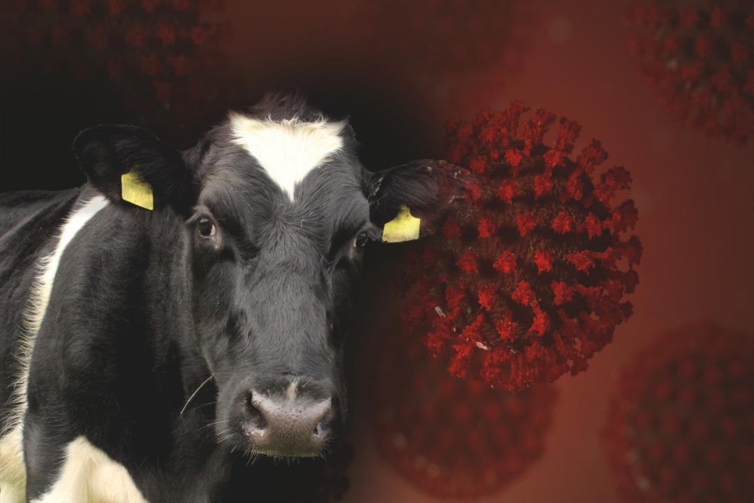 Türkiye'de yıllar sonra ölümcül hastalık! Korkutucu belirtileri olan deli dana hastalığı vakaları paniğe neden oldu: 